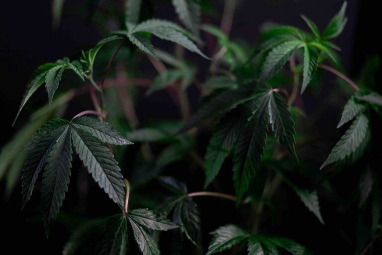 Natures Cure CBD Post 2 768x512